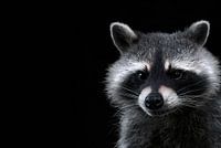 Portrait of raccoon