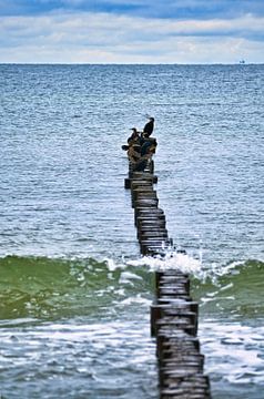 Aalscholvers op een krib aan de Oostzee. van Martin Köbsch