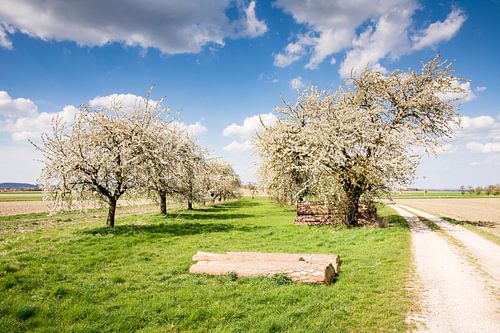 Landschap in Beieren met een bloeiende boom in de lente