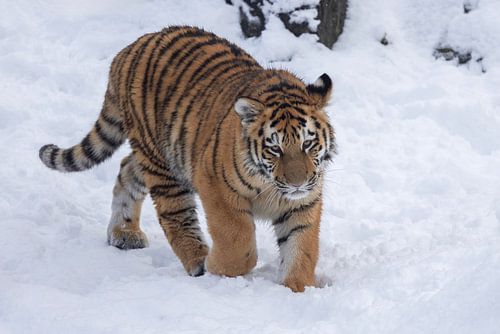Ein Tigerjunges genießt den Schnee