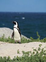 Pinguin auf der Wache