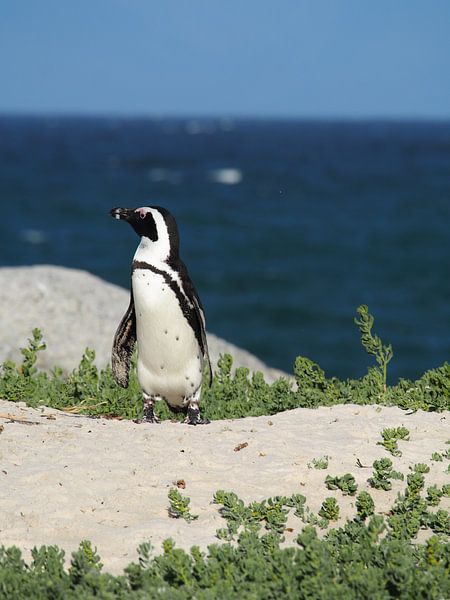 Penguin on guard by Marleen Berendse
