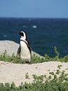 Penguin on guard by Marleen Berendse thumbnail