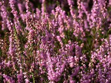 Close up paarse bloeiende hei van Robin Jongerden