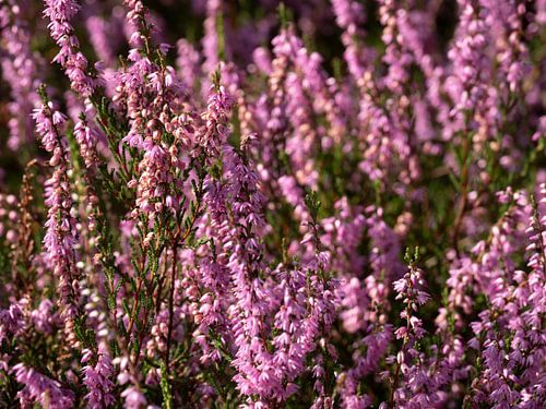 Gros plan sur une bruyère à fleurs violettes