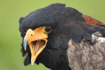 Bateleur (Terathopius ecaudatus) van Ronald Pol