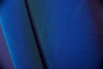 Blaue Papageifeder in Großaufnahme