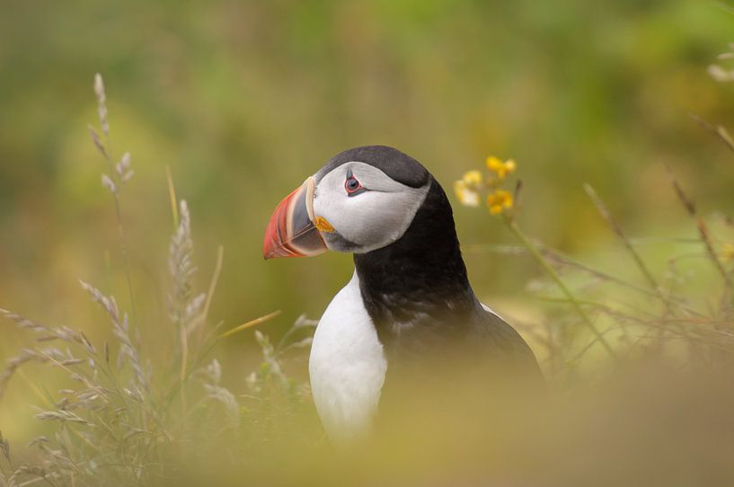 Puffin by Jon Geypen