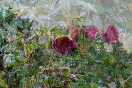 Rose roses in green by Idema Media