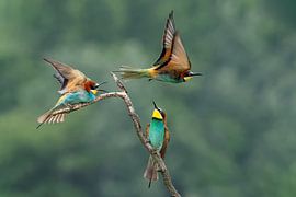 Mangeur d'abeilles (Merops apiaster)