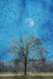 Concept landscape : The lonely tree sur Photoart-Naegele