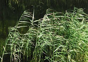 Riet van Go van Kampen