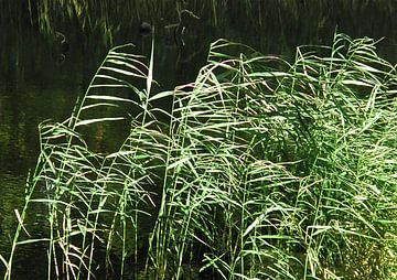 Reeds by Go van Kampen