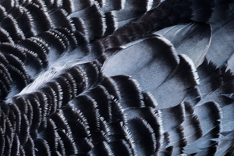 Feather pattern by Danny Slijfer Natuurfotografie