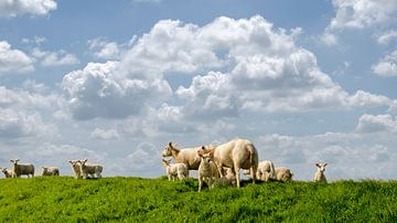 Sheep on the dyke at the Wadden Sea. by Greet ten Have-Bloem