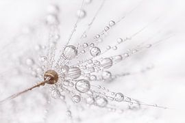 Minimalism: droplets on a dandelion fluff by Marjolijn van den Berg