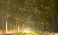 De wandelaars