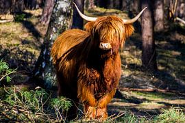 Scottish highlander in forest by Anouk De boer