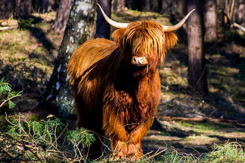 Schottischer Highlander im Wald