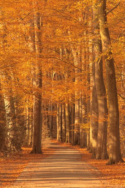 Sentier à travers une forêt brumeuse par une belle journée d'automne brumeuse par Sjoerd van der Wal Photographie
