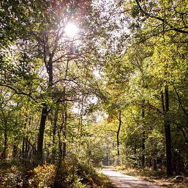 Zonneschijn Bospad 8 - Herfst in Hoenderloo van Deborah de Meijer