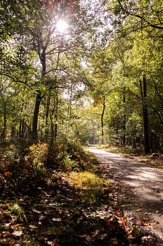 Zonneschijn Bospad 8 - Herfst in Hoenderloo
