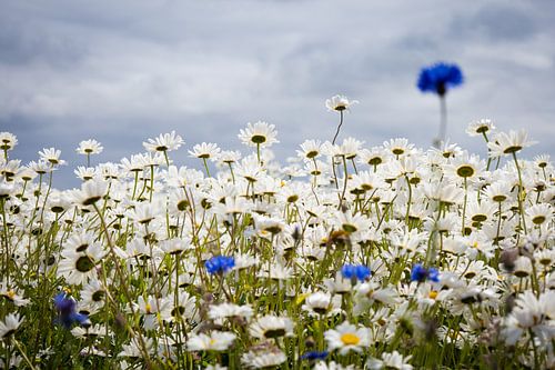 Champ de fleurs aux Pays-Bas | Photographie de voyage