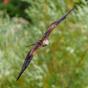 Cerf-volant rouge volant.