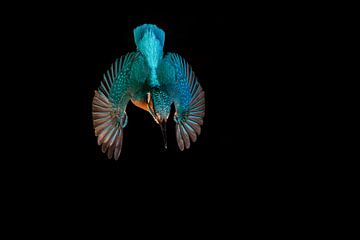 IJsvogel - Kingfisher van Frank Reiz
