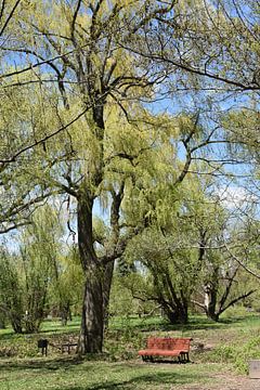 A bench under the trees by Claude Laprise