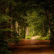 Nik Kotterink photo de profil