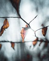 herfstblad