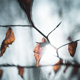 autumn leaf by Arnold Maisner