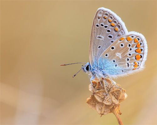 Ein hübscher Hauhechel-Bläuling