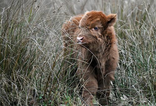Kalf Schotse hooglander