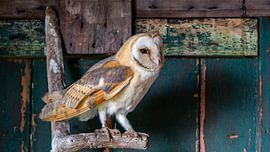 Barn owl