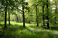 Frühlingswald von Renate Knapp Miniaturansicht