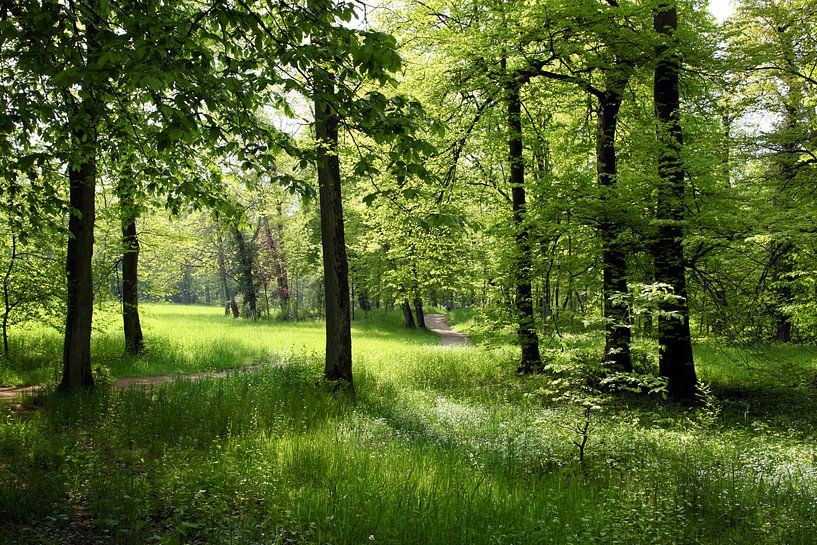 Frühlingswald von Renate Knapp