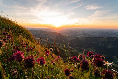 Bloemrijke zonsondergang vanaf de Hochgrat richting Oberstaufen