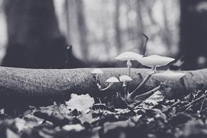 Porzellan-Pilz (Oudemansiella mucida)