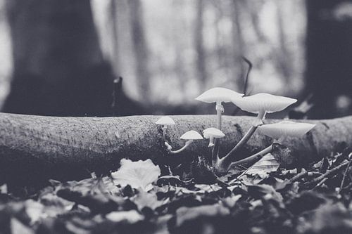 Porcelain fungus (Oudemansiella mucida)