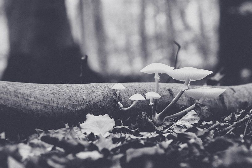 Champignon de porcelaine (Oudemansiella mucida) par Fotografiecor .nl