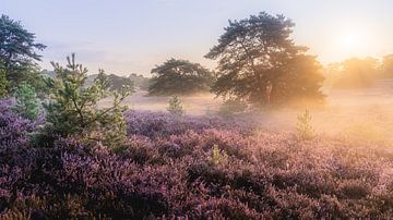 Goldener Morgen in der Heide von Jeroen Luyckx