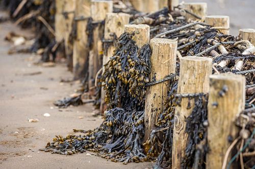 Waddenlandschap bij Keitum, Sylt