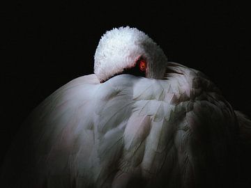 De flamingo kijkt naar je van Marc Lehmann