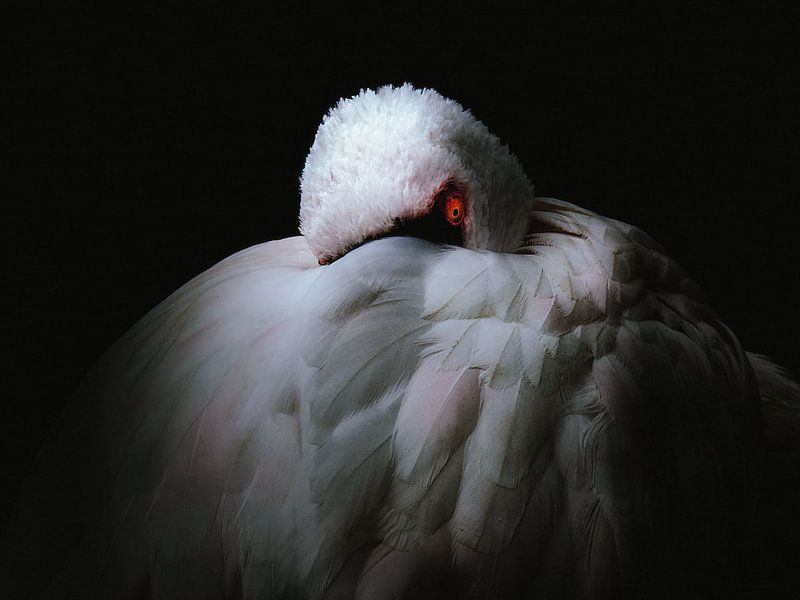 The flamingo is watching you by Marc Lehmann