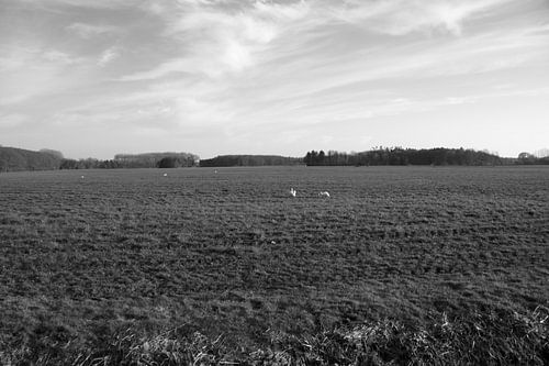 Weids uitzicht over een weiland met zwanen in Emsland