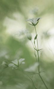 Romantic (romantic picture of white flowers and a bug)