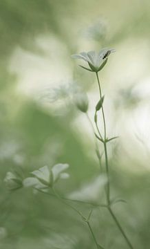 Romantic (romantische foto van witte bloemen en een insect) van Birgitte Bergman