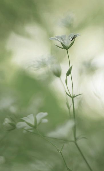 Romantisch (romantisches Bild von weißen Blumen und einem Käfer) von Birgitte Bergman